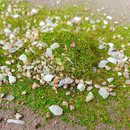 Bea Mini Terrain Basing Ground Powder 10 gram Bottle (Spring Grass and Rocks)